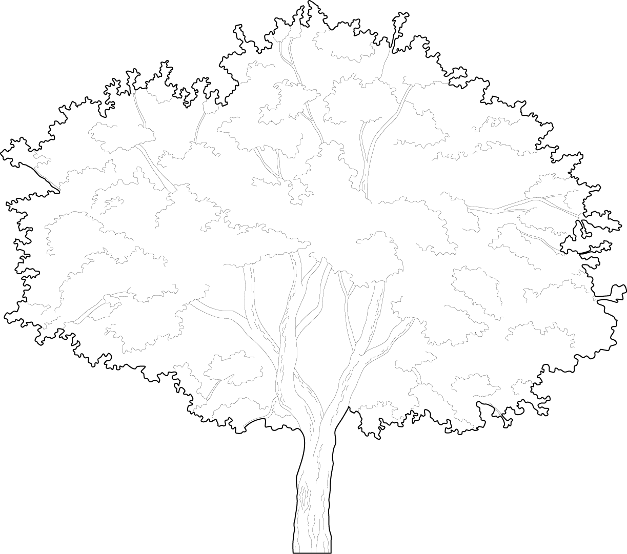 A nice old Elder tree vector trees