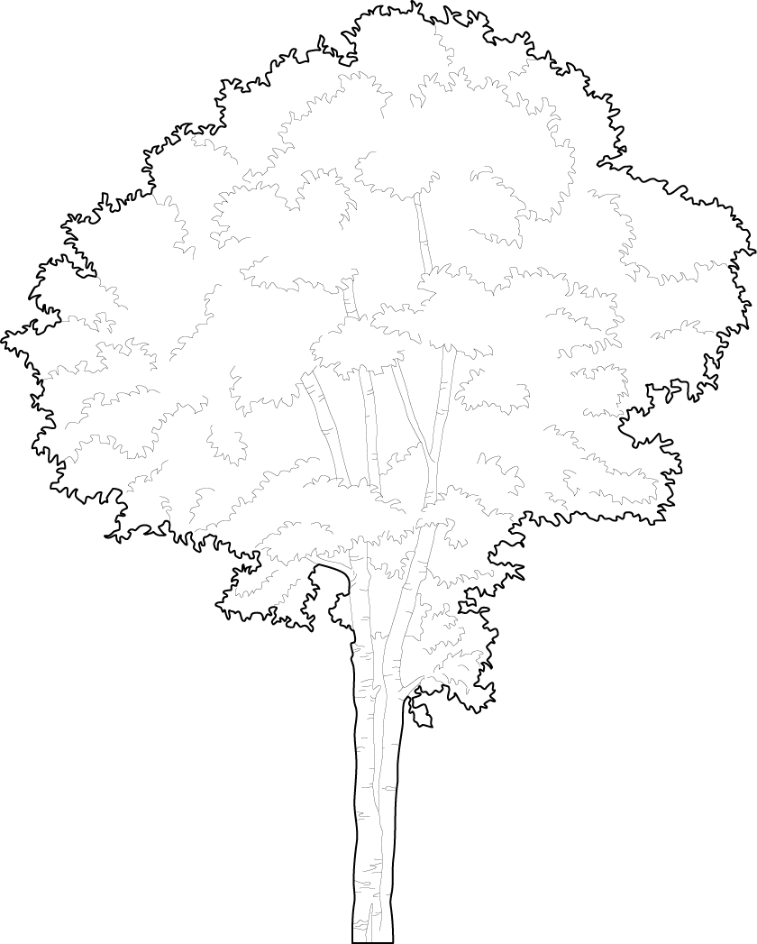 A Rowan tree vector trees