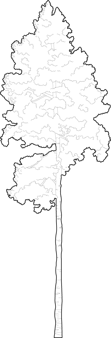 An Aspen tree dwg trees