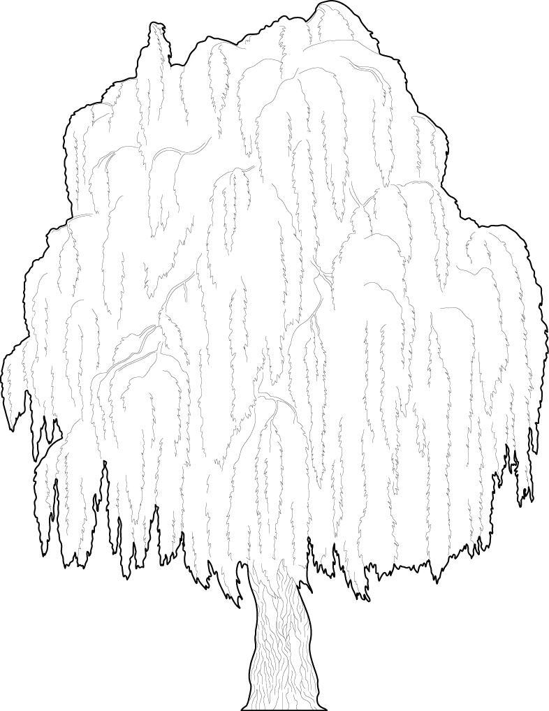 An old Weeping Willow tree cad blocks