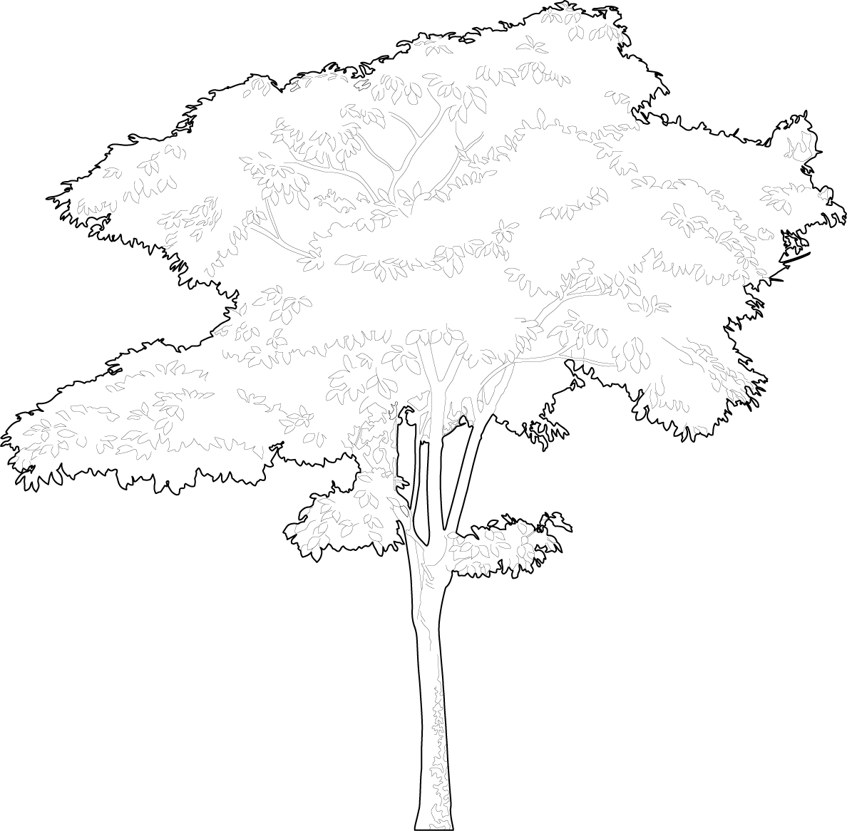 Drawing of a tree vector trees