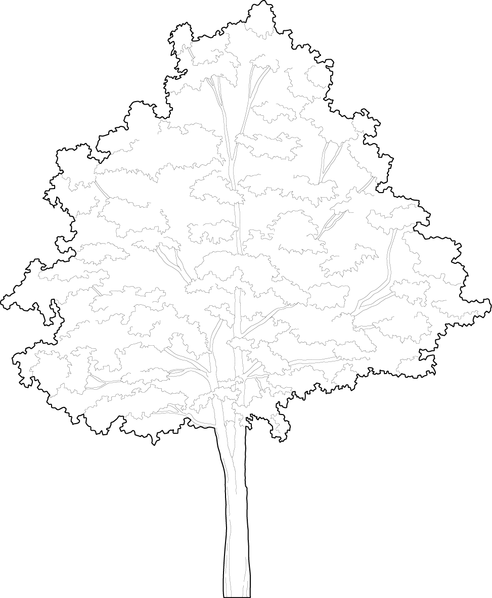 Small Beech tree cad trees